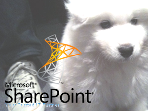 search with microsoft share point 